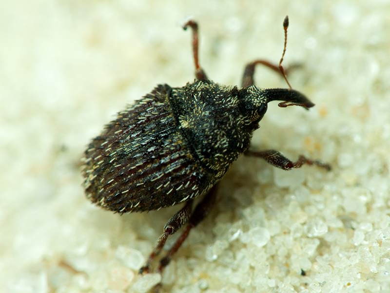 Curculionidae Latreille, 1802